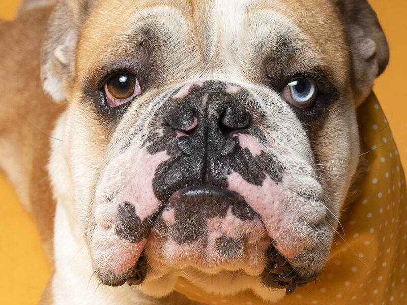 PAMBAZO