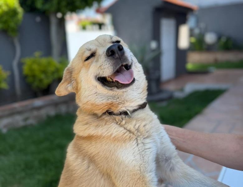 SHIRO