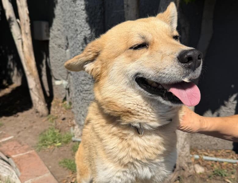 SHIRO
