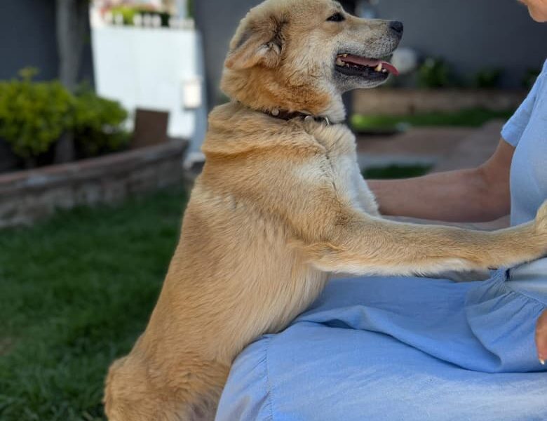 SHIRO