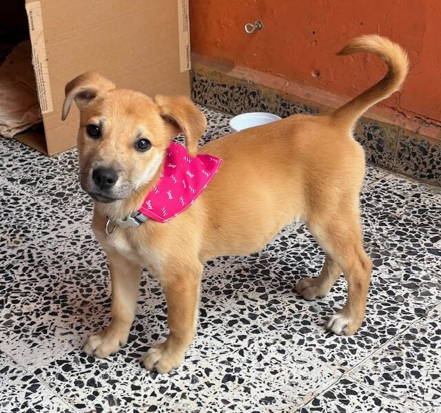 NOA