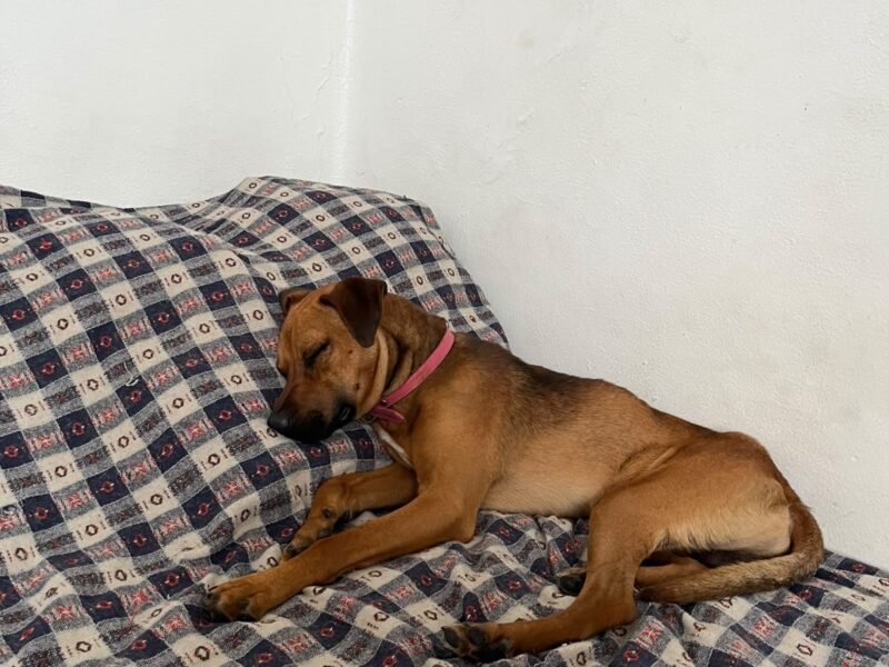 PANCHO