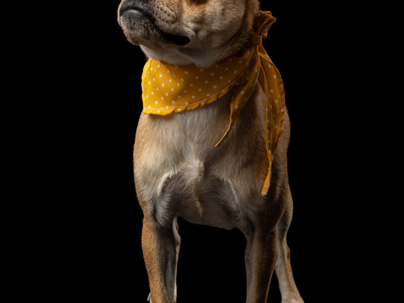 DORIS