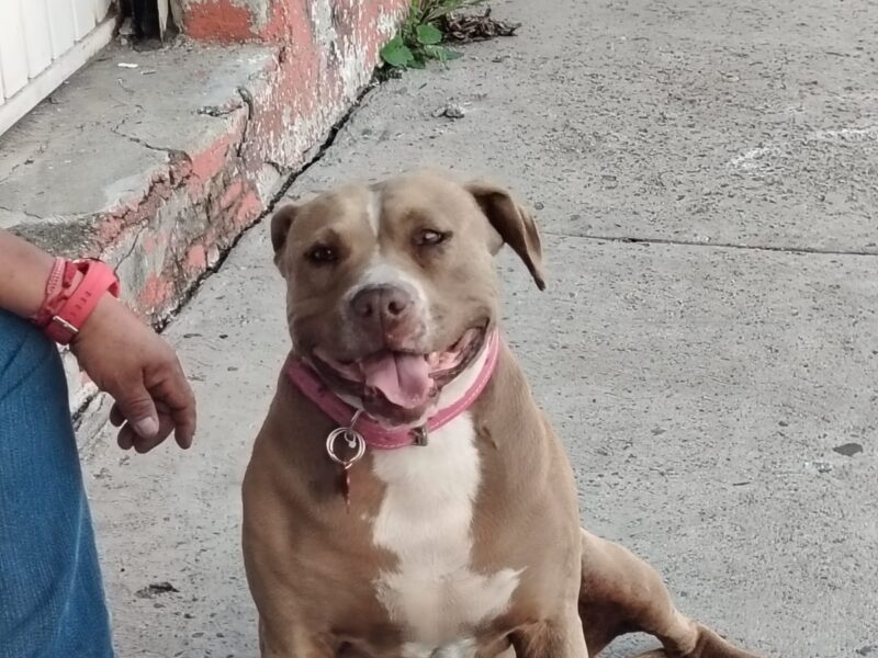 CANELA