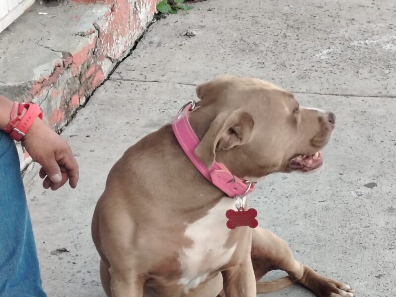 CANELA