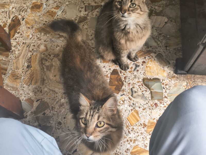 MORRIS Y CHATO