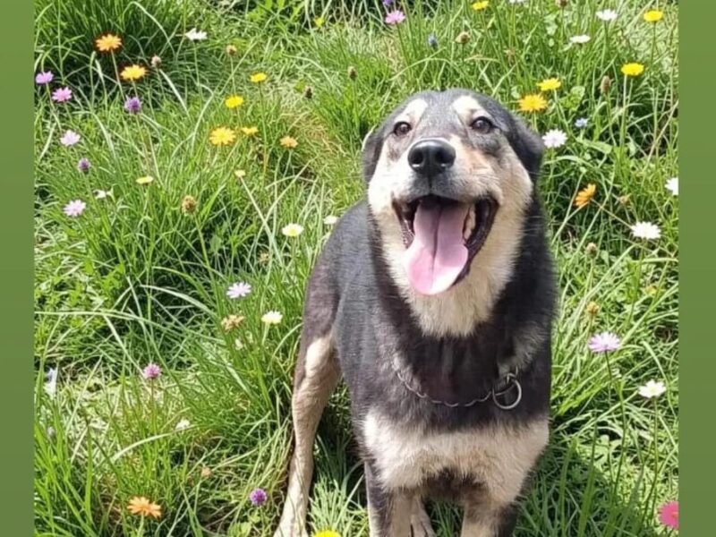 GRETA
