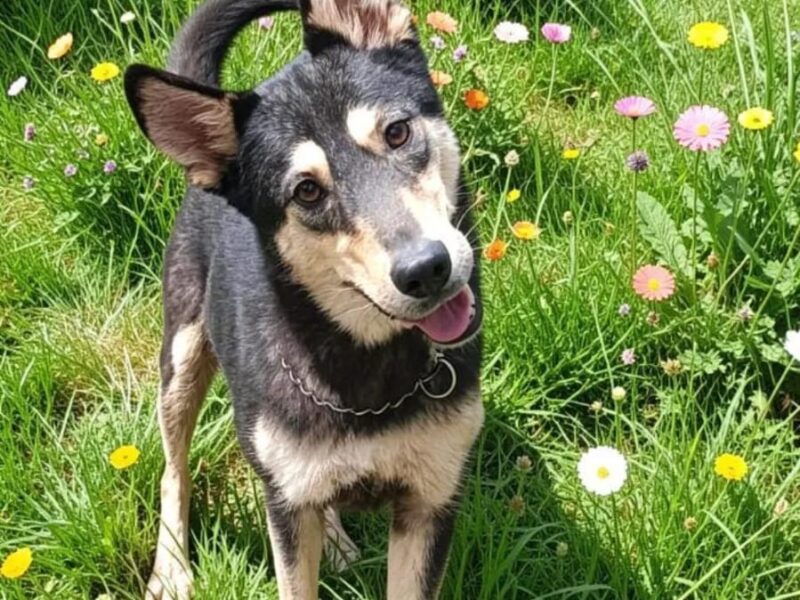 GRETA