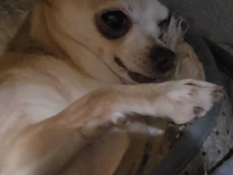 CARMINITO
