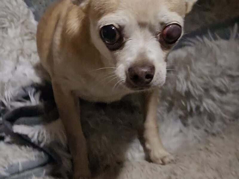CARMINITO