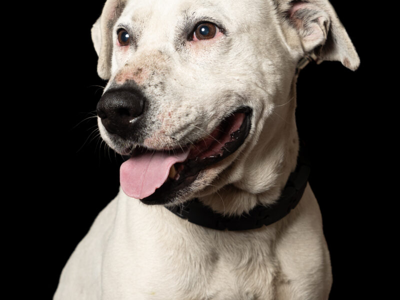 ROCKO