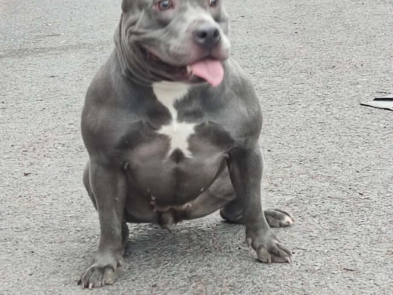 Estrellita