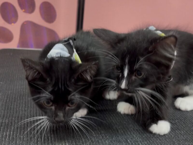SIPI Y SAPI