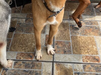 CARMELA