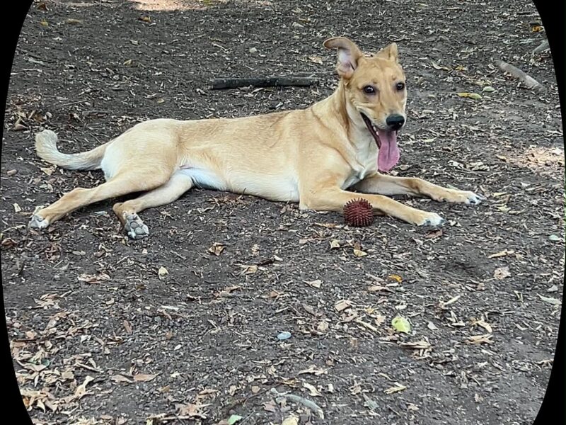 Lucy