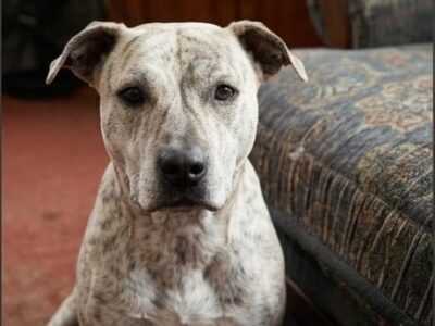 LOLA
