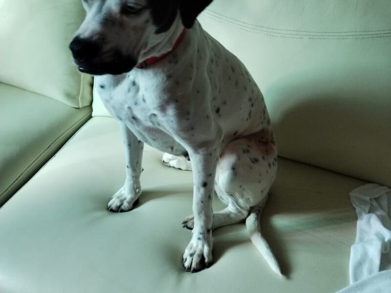 LU