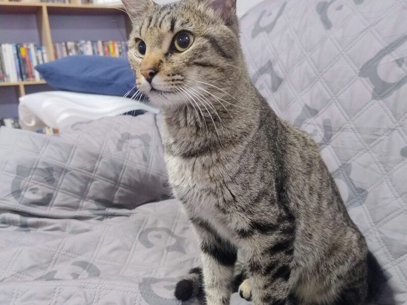 TAI