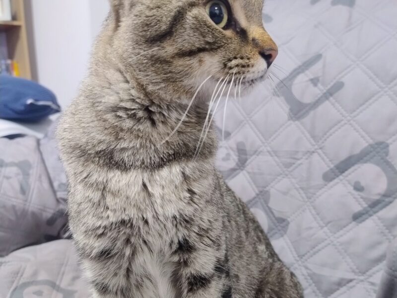 TAI