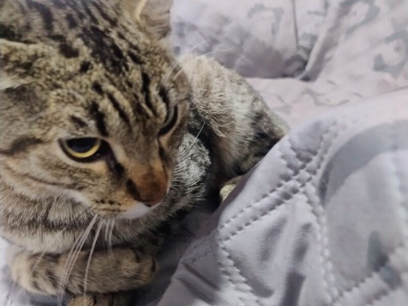 TAI