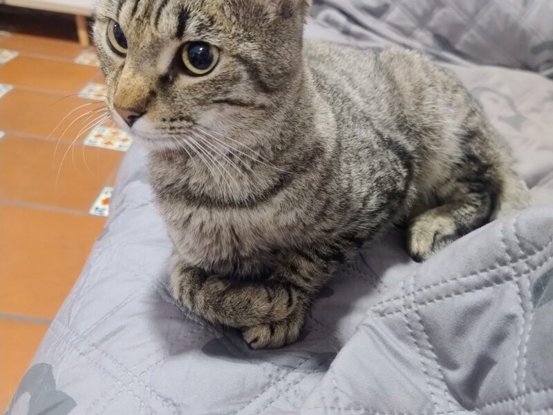 TAI