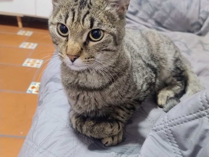 TAI