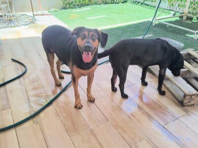 CARAMELO Y NEGRITO