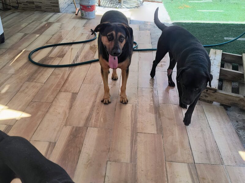 CARAMELO Y NEGRITO