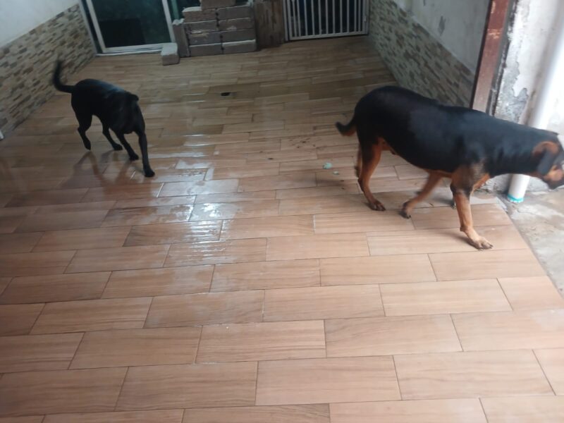 CARAMELO Y NEGRITO