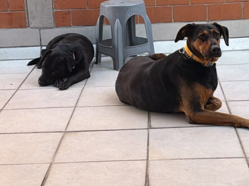 CARAMELO Y NEGRITO