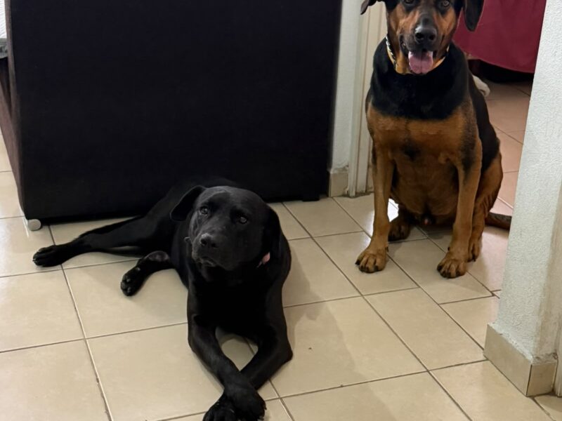 CARAMELO Y NEGRITO