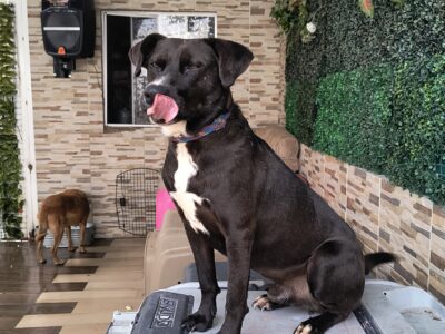 ZEUS