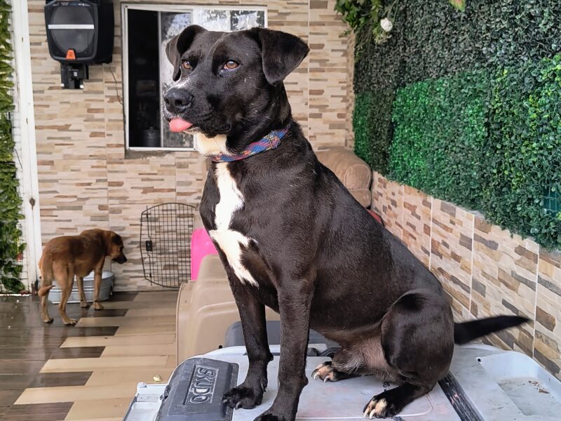 ZEUS