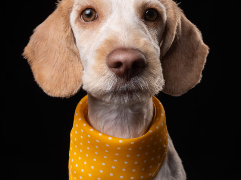 OLIVER