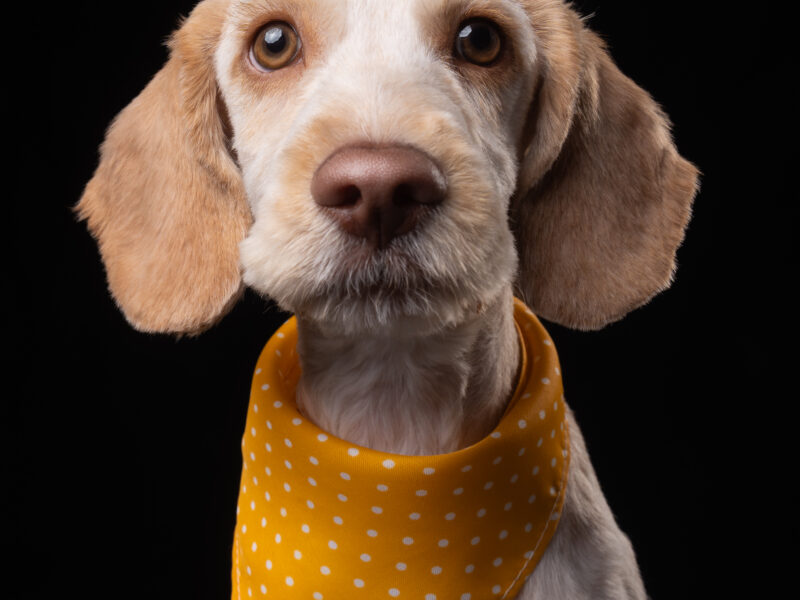 OLIVER