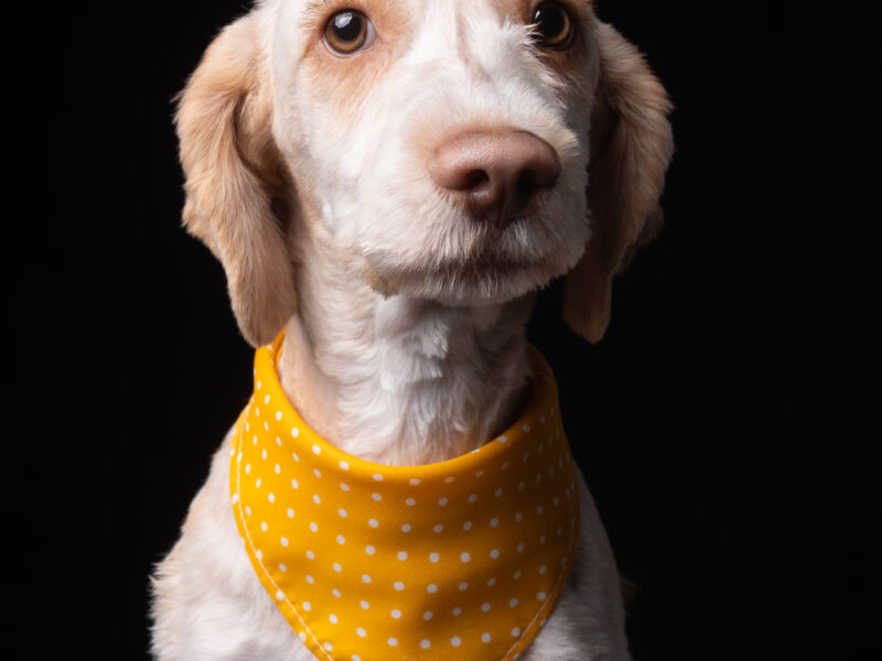 OTTO