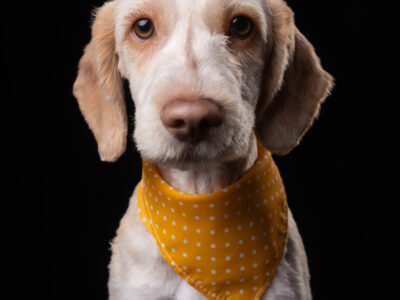 OTTO