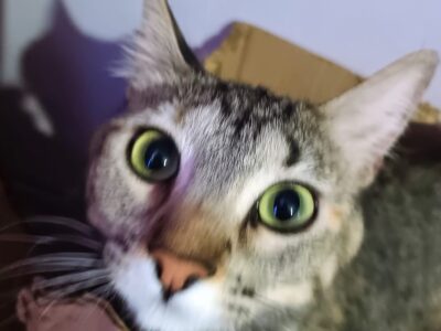 SUSAN