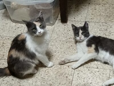 Dori y Pelusa