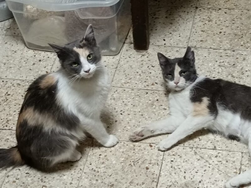 Dori y Pelusa