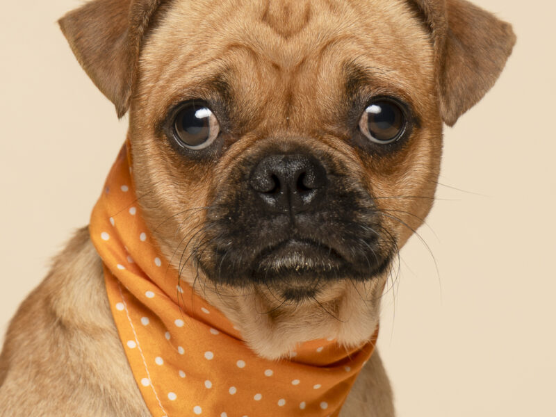 BRUNO