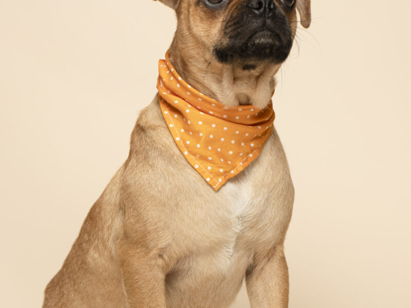 BRUNO
