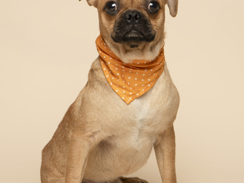 BRUNO
