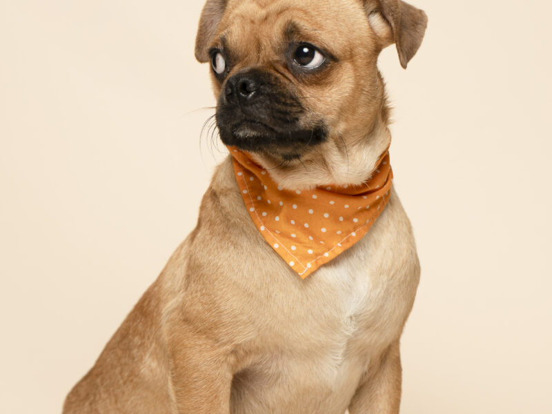 BRUNO
