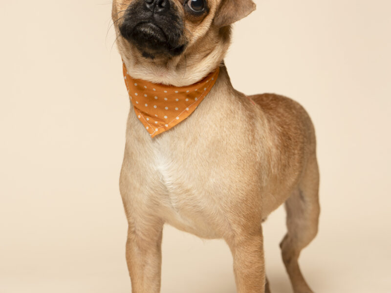 BRUNO