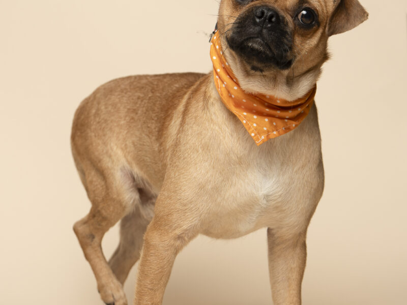 BRUNO