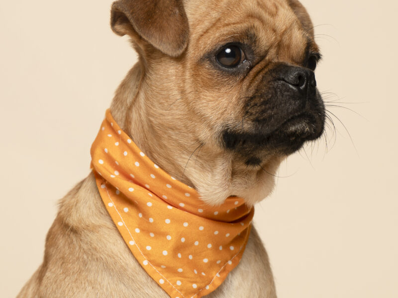 BRUNO