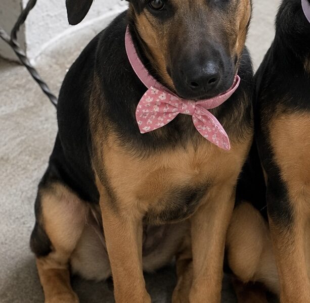 PENNY