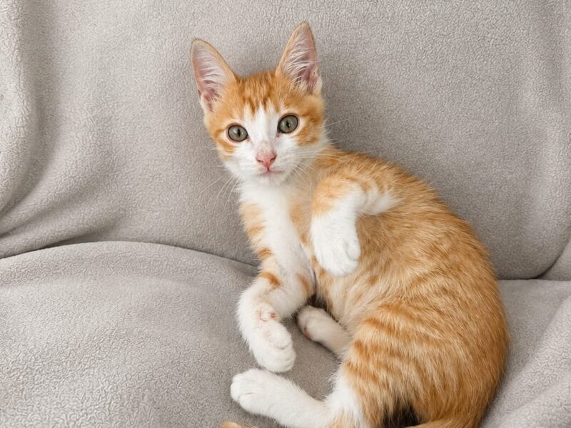 CANELO