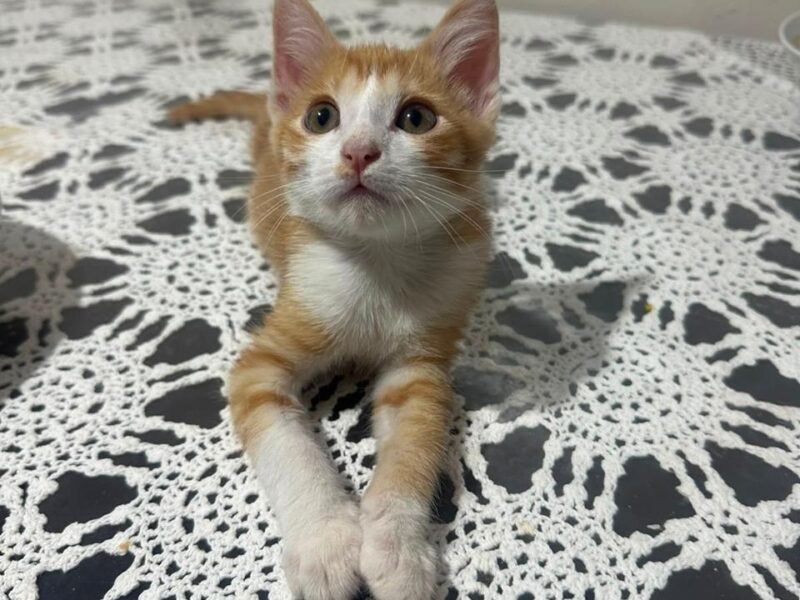 CANELO